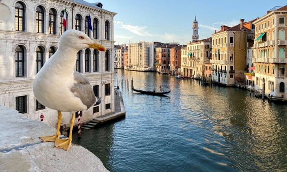 Venedik'teki otelcilerin martılarla başı dertte: Konuklarını su tabancalarıyla donattılar - 2