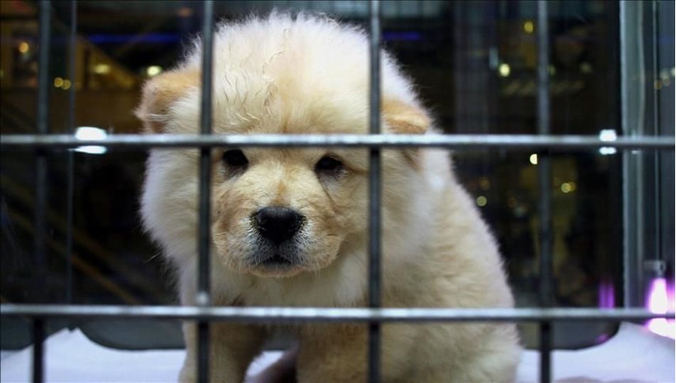Petshoplara yeni düzenleme