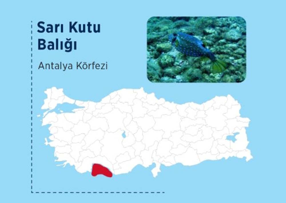 Türkiye'nin denizlerinde hangi zehirli balık türleri var? - 9
