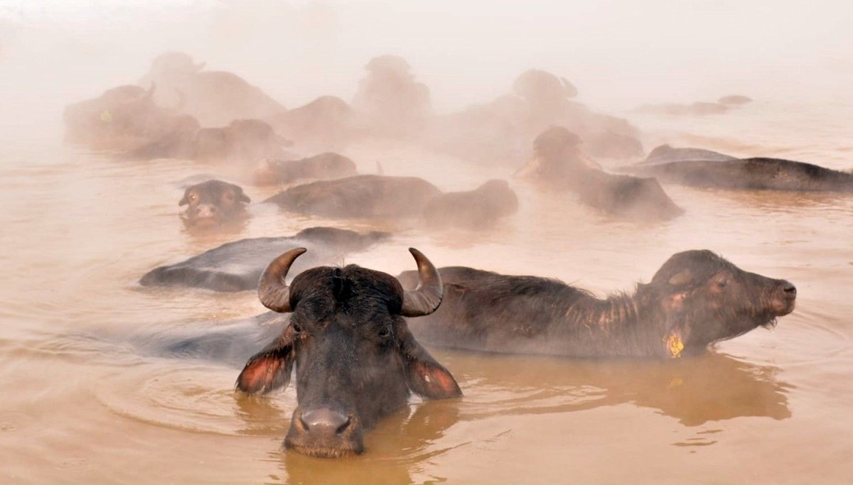 Mandalar eksi 20 derecede kaplıca keyfi yaptı