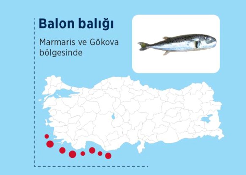 Türkiye'nin denizlerinde hangi zehirli balık türleri var? - 2