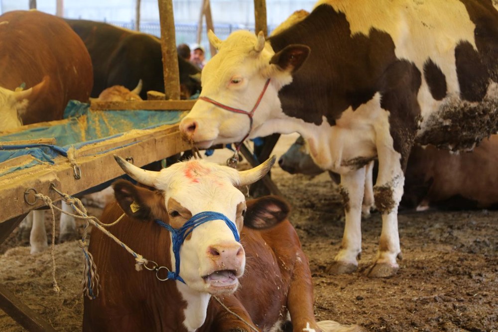 Kurban Bayramı'na kaç gün var, ne vakit? 2025 Kurban Bayramı tarihleri: Bayram tatili kaç gün, 9 gün mü? 74 0wh4HUzOIk tASTUv7bUiw