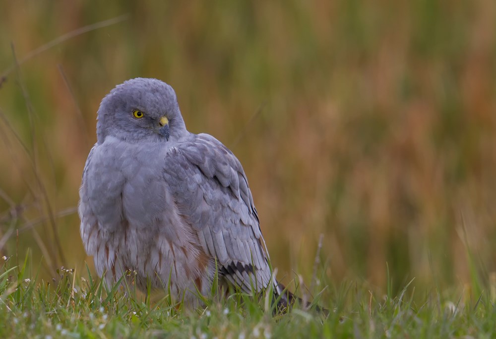 turkiye nin kuslari ntv