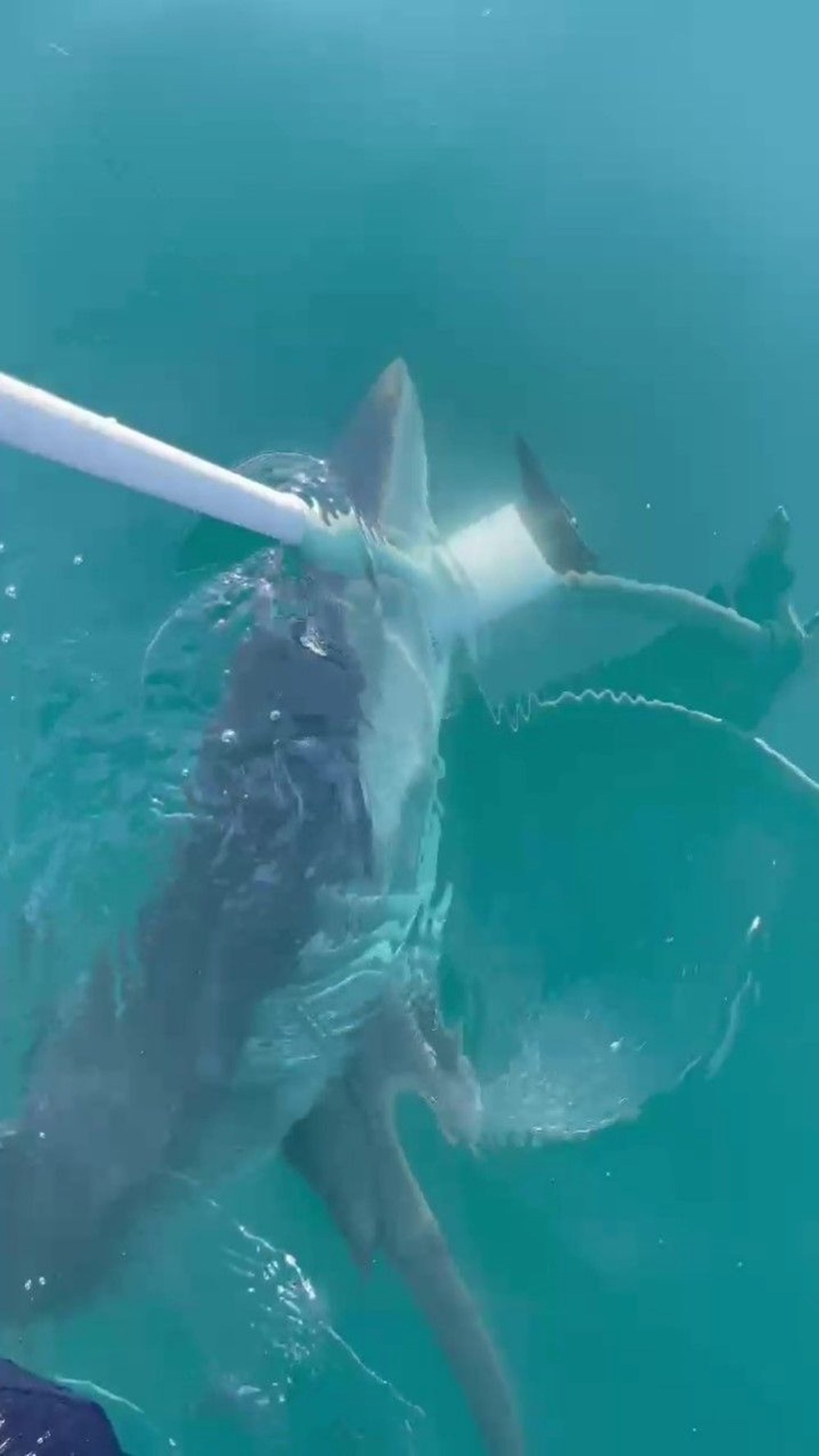 Evvel Antalya artık de Datça... Kıyılarda köpek balığı korkusu 74