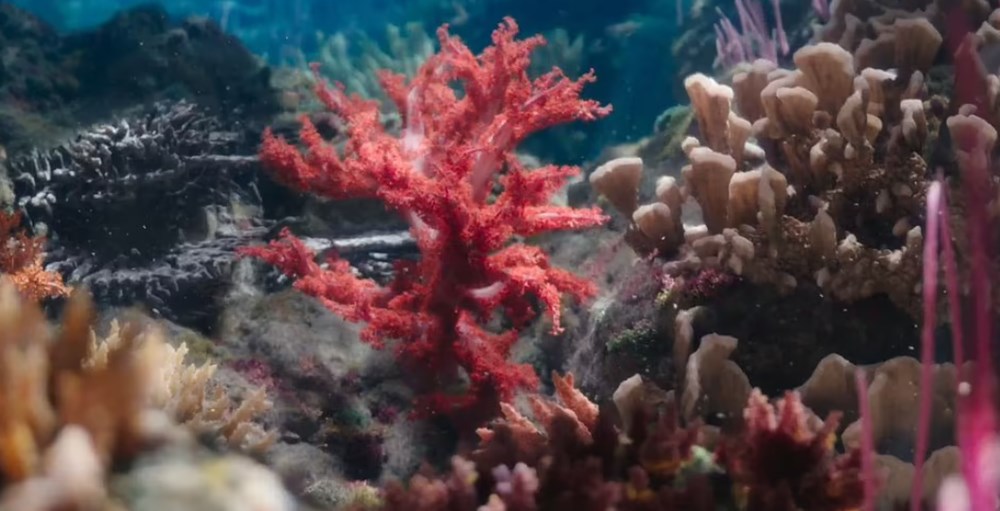 Dünyanın küresel ısınma ile mücadelesinde yeni umut: Endonezya’da 40 bin metrakarelik mercan resifi yenilikçi projeyle hayata döndürüldü - 3