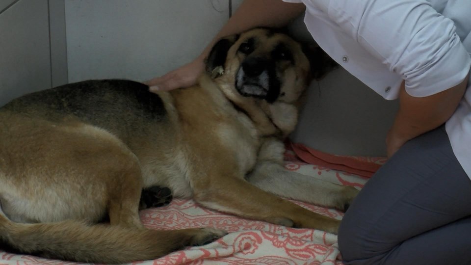Sarıyer'de köpeği boğmaya çalışan saldırgan tutuklandı - 1
