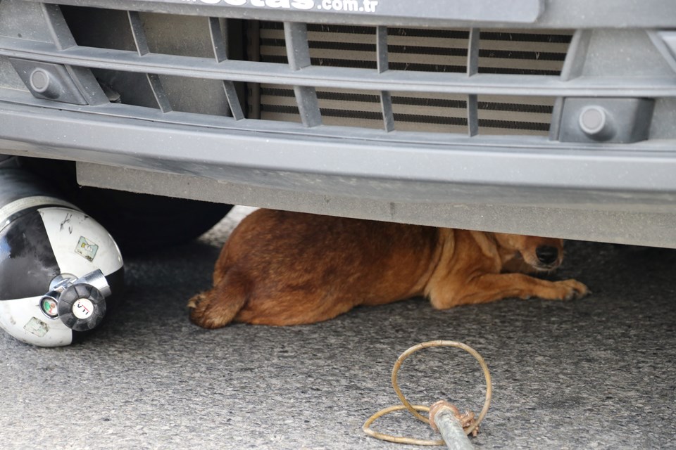 TEM'de köpek yakalama operasyonu - 1