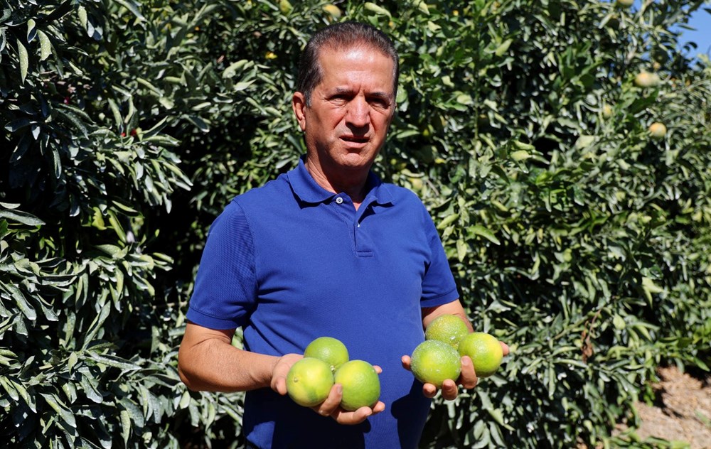 Kilosu 8-15 TL arasında: Adana'da verim yüksek - 4