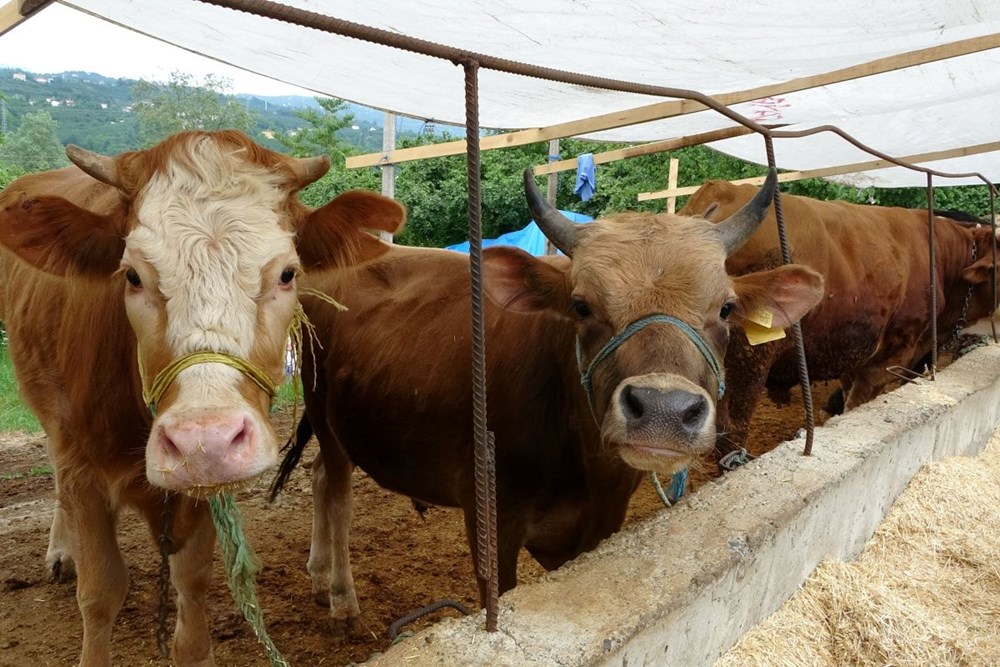 Kurbanlık fiyatları 2025: Bu yıl küçükbaş ve büyükbaş kurbanlık fiyatları ne kadar olacak? 75 10ao6 6KeEuFYSSVBuBwPw