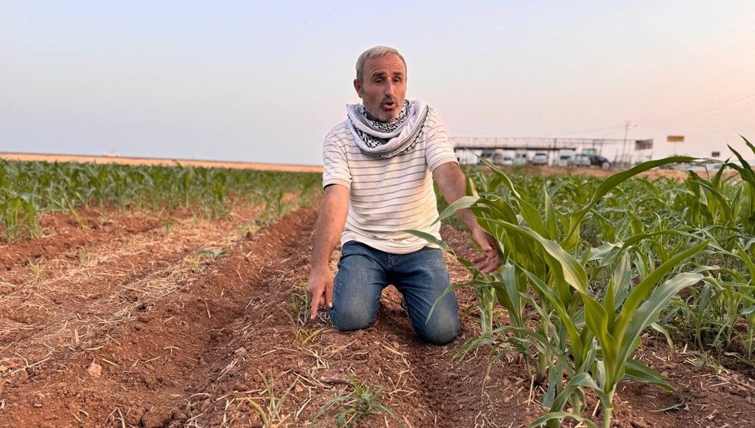 İki tohum arasındaki büyüme farkı çiftçiyi kızdırdı: ''Ruh sağlığım bozuldu''