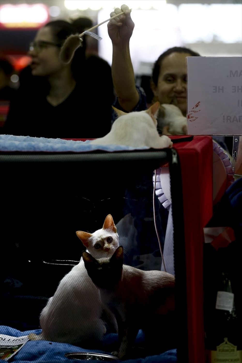Kedi fuarından renkli fotoğraflar (Catsburg) Magazin Haberleri NTV
