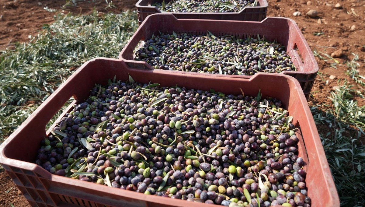 Köylüler, sabahın ilk ışıklarında toplamaya başlıyor! Derman olmadığı sağlık sorunu yok: Kilis'ten dünyanın dört bir yanına satılıyor