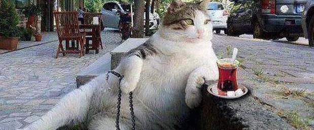 Kadıköy�e Tombili anıtı NTV