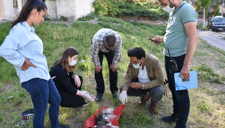 Aynı mahallede ikinci kedi ölümü NTV