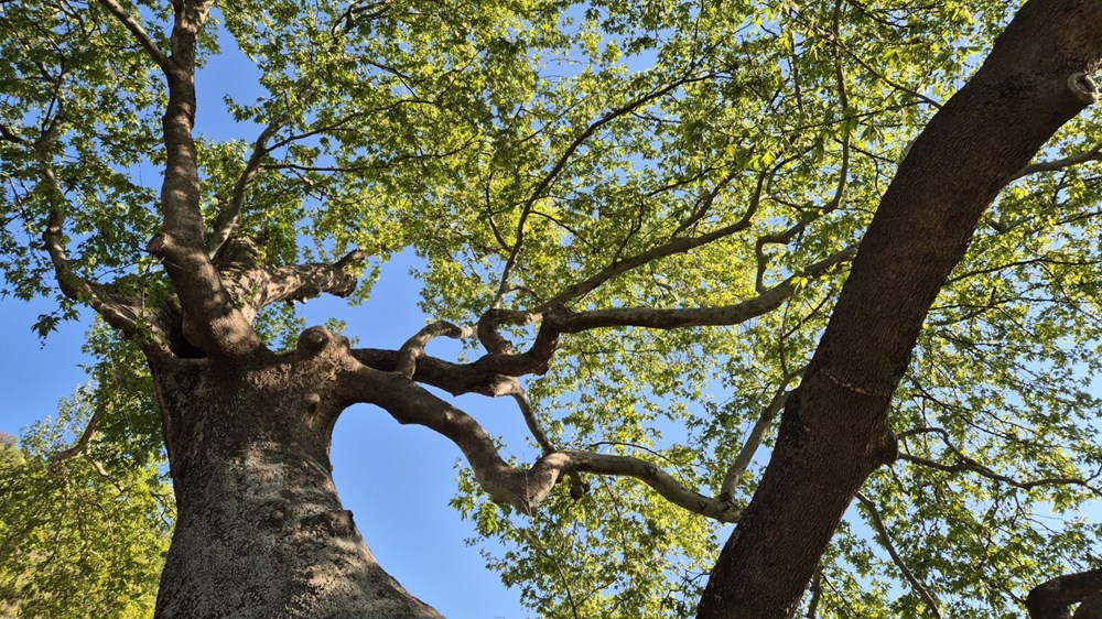 330 yıllık çınar ağacı: 2 devlet, 15 padişah, 12 cumhurbaşkanı gördü 74 15ASUnr6qEOPsQLTTOdmHQ