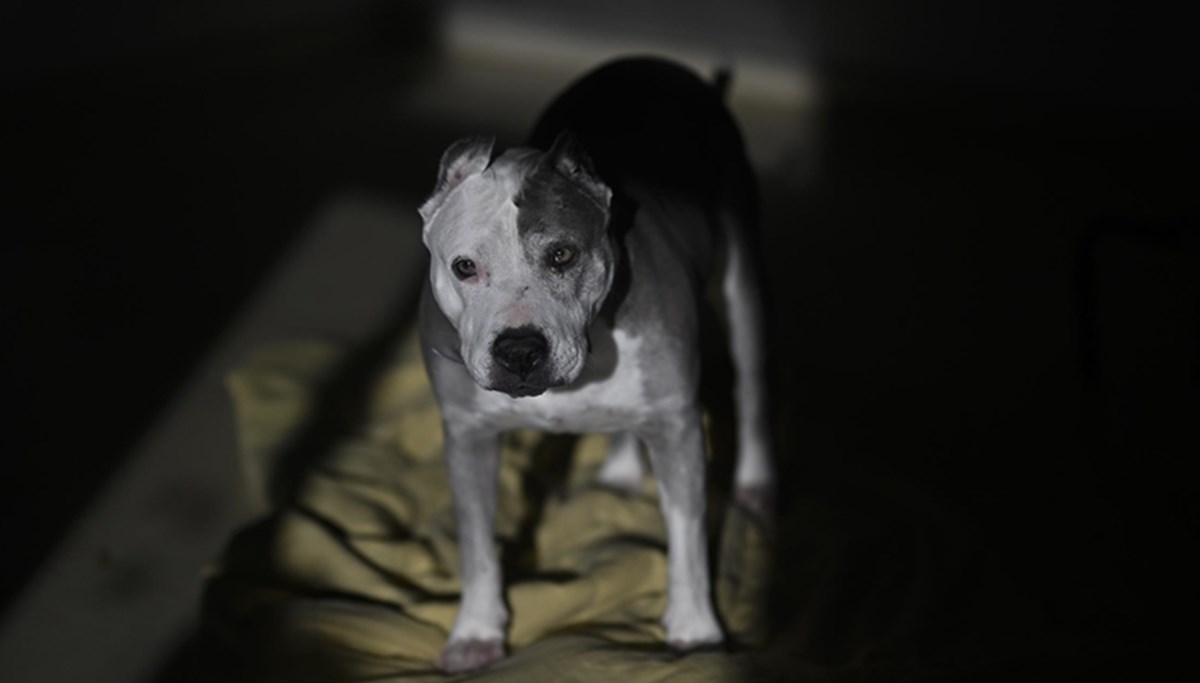 Dünya Kupası öncesi acımasız temizlik: Üç milyon köpek öldürülecek! Dünya Kupası öncesi acımasız temizlik: Üç milyon köpek öldürülecek!