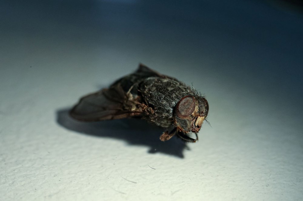 Dedektif
böcekler: Cesetlerin üzerinde bulunan sinekler, 20 vakayı aydınlattı - 4