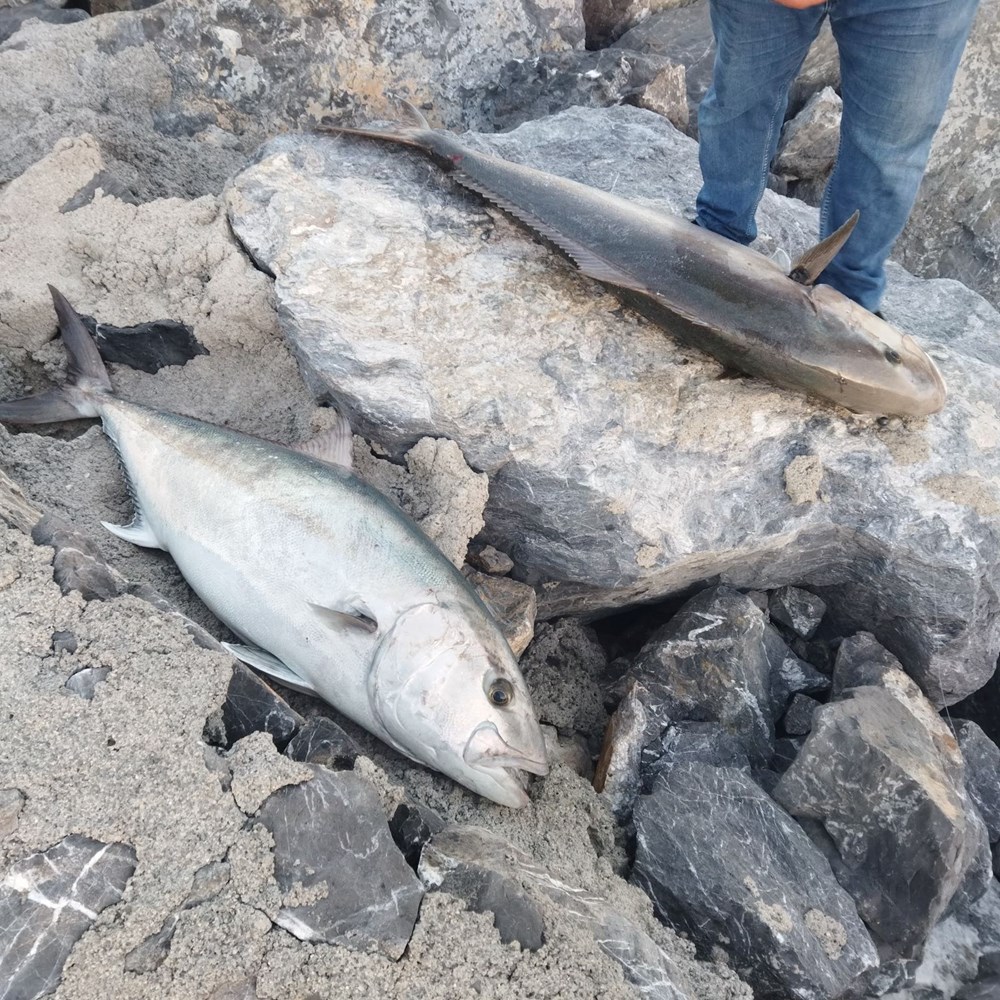 Dev Balık Tutuldu, Servet Getirdi: 65 Kiloluk Devasa Yakalayış 18.000 TL'ye Alıcı Buldu! 72