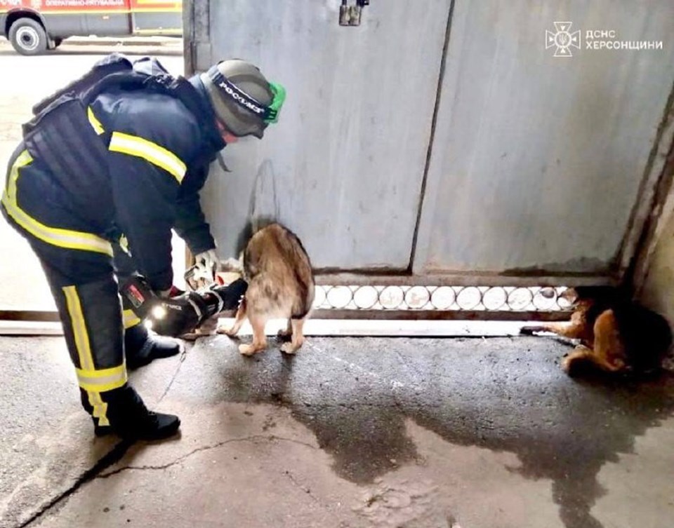 Ukrayna'da bombardımandan korkan köpeklerin başı demir kapıya sıkıştı - 1