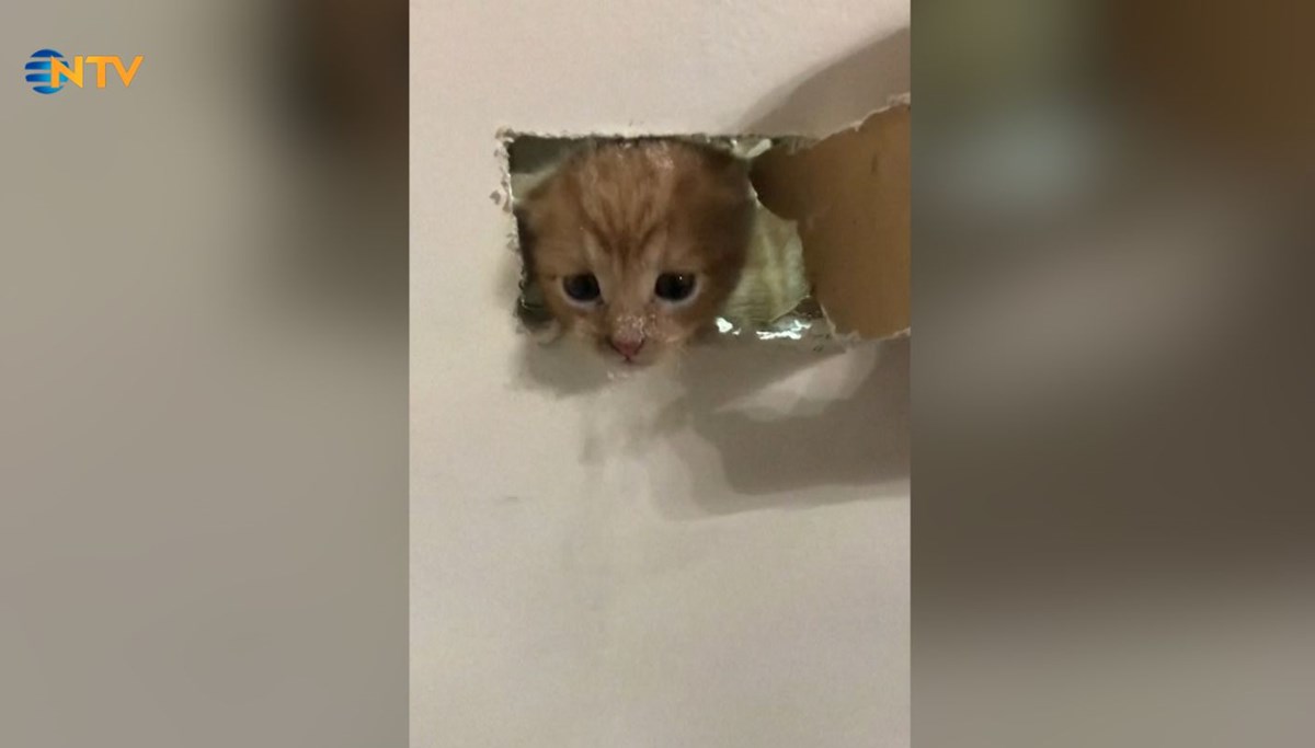 Duvar boşluğunda sıkışan minik kedi kurtarıldı