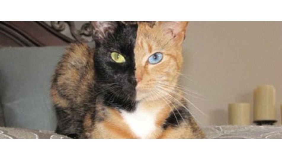yeni fenomeni ‘iki yüzlü kedi’ Magazin Haberleri NTV