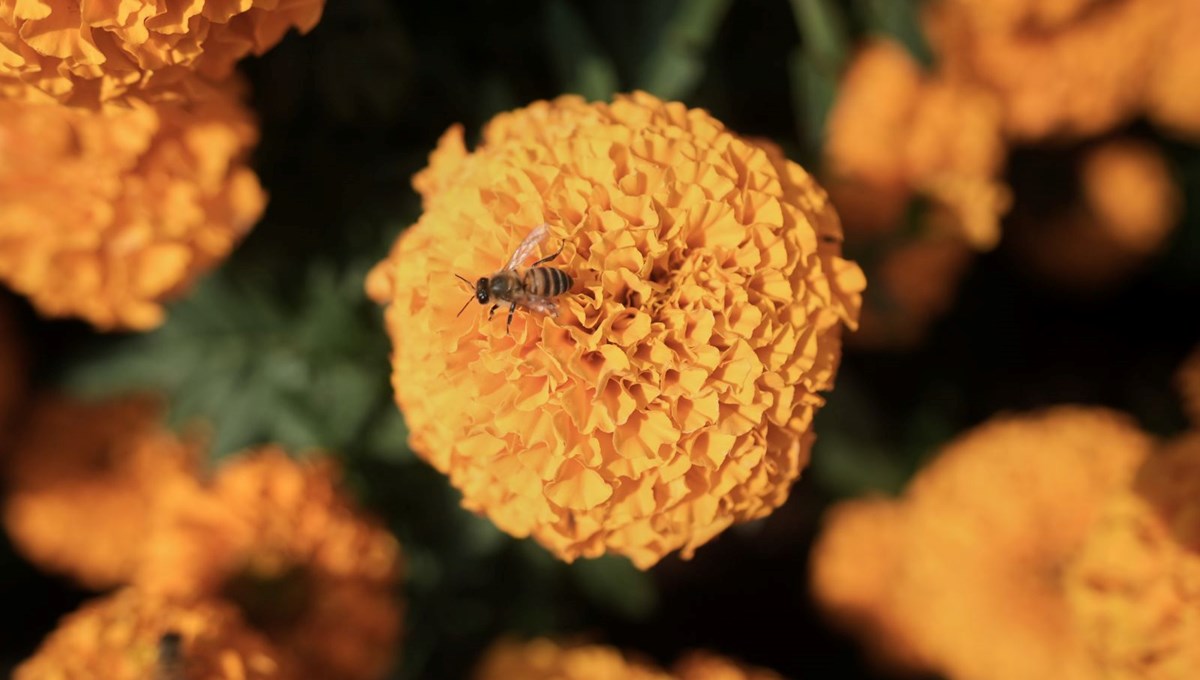 Ölüler Günü çiçeği tehdit altında