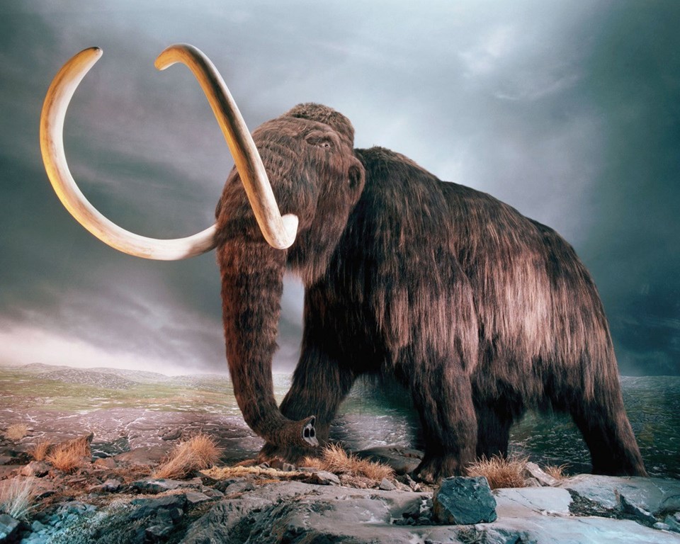 4,5 m boy ve 8 ton ağırlığa kadar varan bu cinsin son üyeleri MÖ 1700 yılında yaşamıştı.
