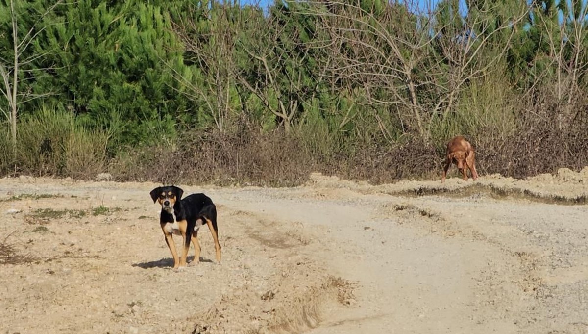 10 köpeği uyuşturup ölüme terk ettiler