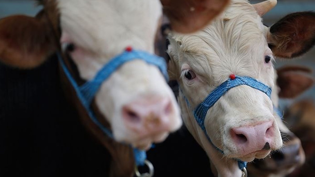 Kurban kesiminde “kist hidatik” hastalığı uyarısı - Sağlık Haberleri | NTV