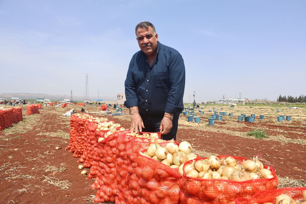 Hatay'da soğan hasadı başladı, rekolte çiftçinin yüzünü güldürdü: Tarlada kilosu 15-20 TL 72 1DBMLR 3GE I2FN2gf9LNg