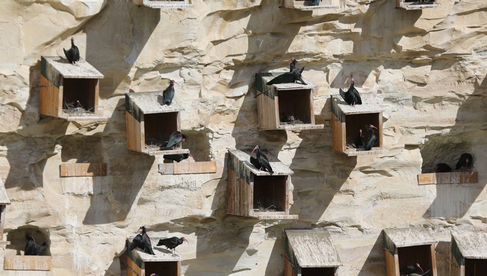 Şanlıurfa'da koruma altındaki kelaynaklar depremden etkilenmedi