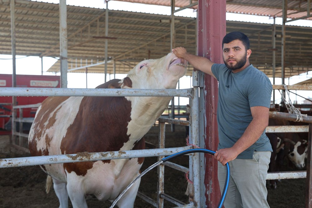 Bin 400 kiloluk tosun: Fiyatı 420 bin TL 75