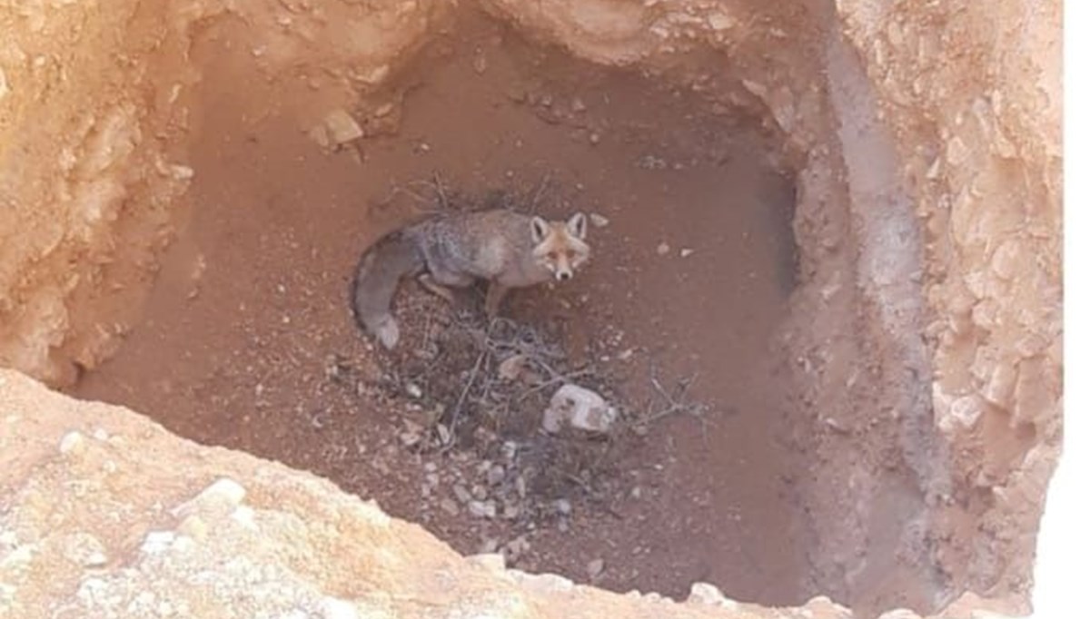 Karaman'da düştüğü çukurda mahsur kalan tilki kurtarıldı
