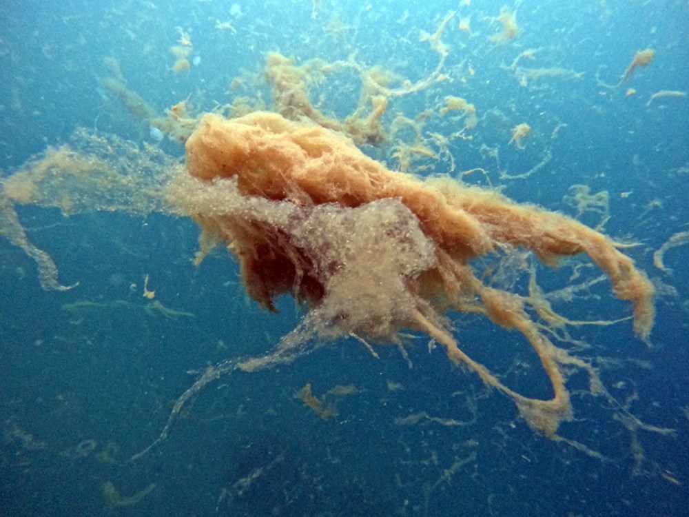 Sualtı görüntülendi... Marmara Denizi'nin müsilajı insan boyutuna ulaştı! Önüne gelen canlıyı hapsediyor - 15