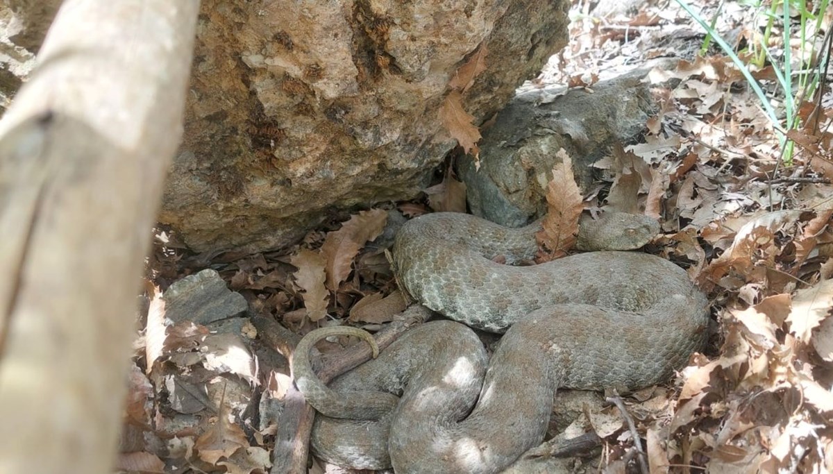Tek ısırığı öldürebilir: Tunceli’de görüntülendi