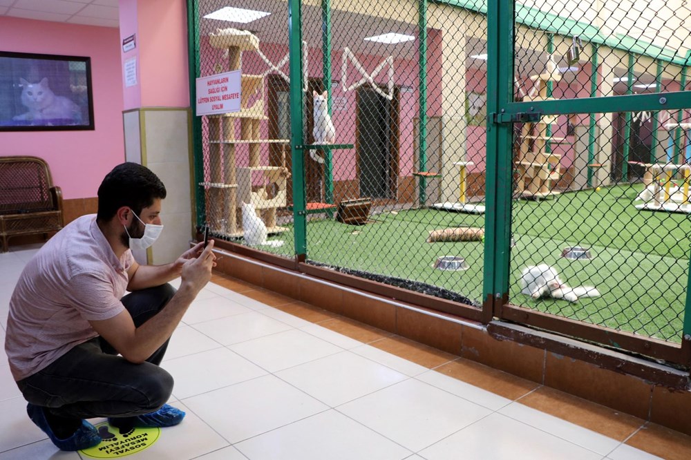 Kedi villası yeni kurallarla ziyarete açıldı Magazin Haberleri NTV