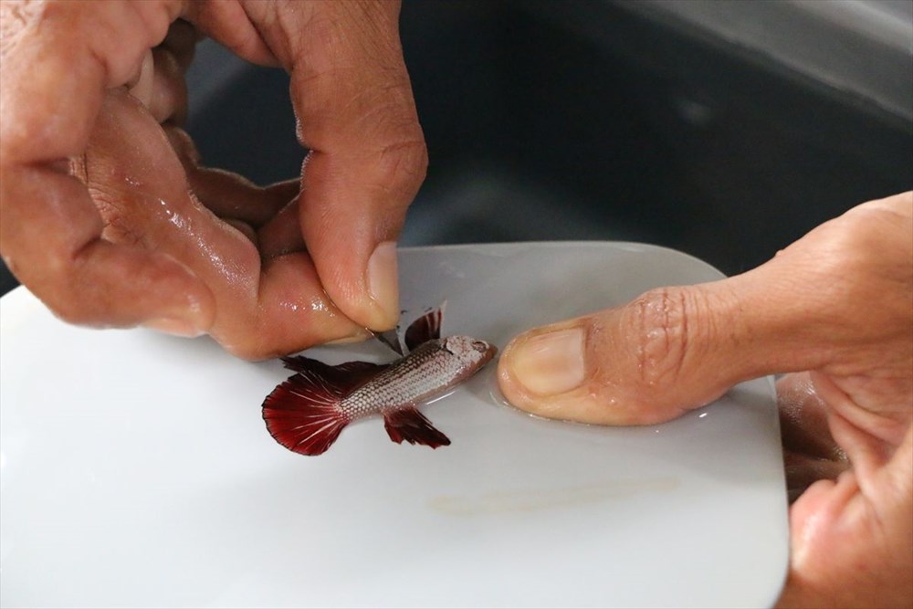 Betta balıkları yarışma için 'kuaförde' güzelleşiyor - 4