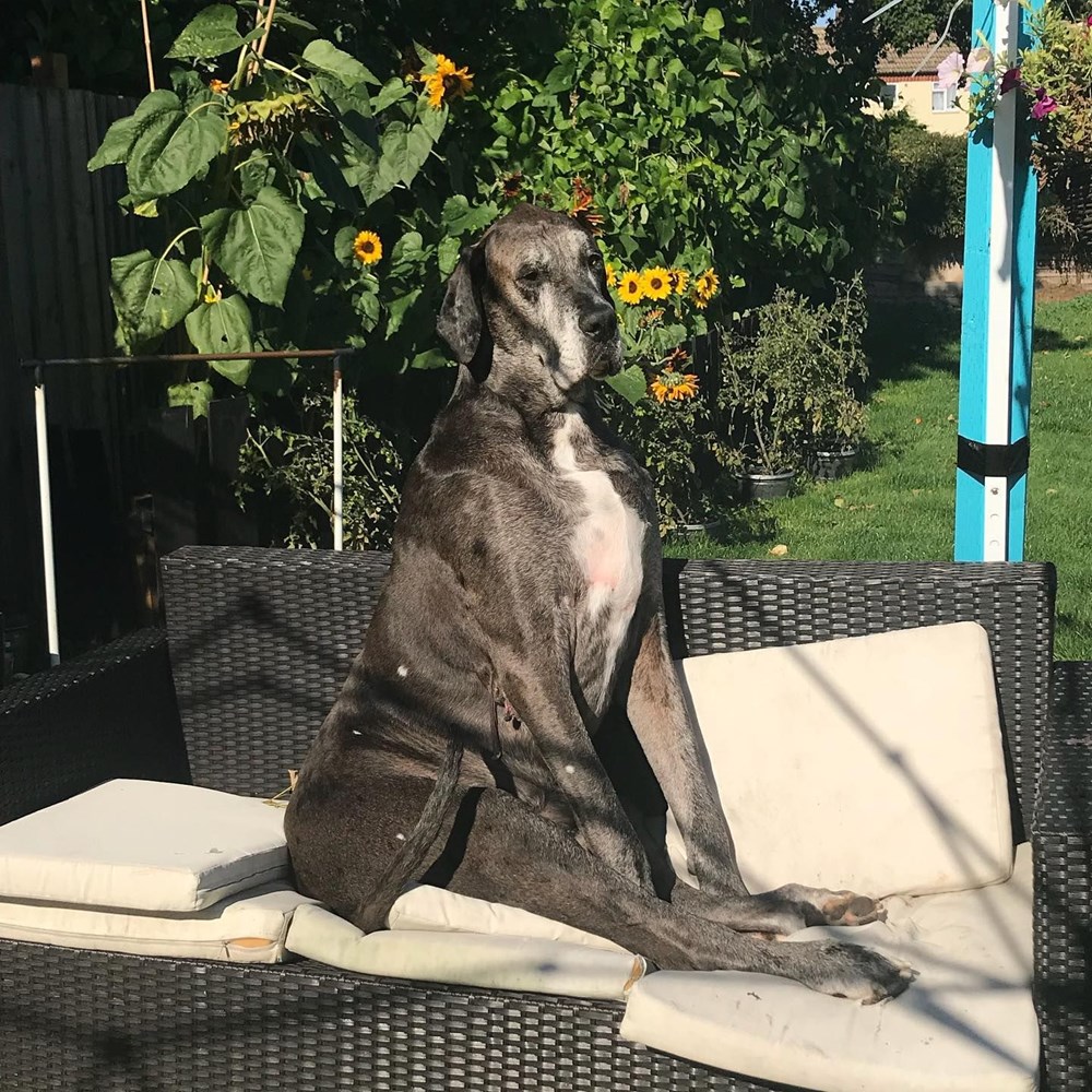 Dünyanın en uzun köpeği Freddy hayatını kaybetti - 35