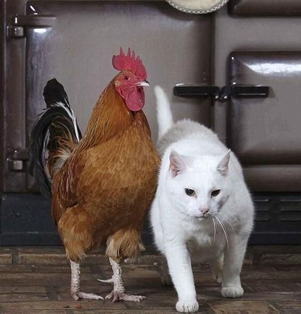 Кошка и петух