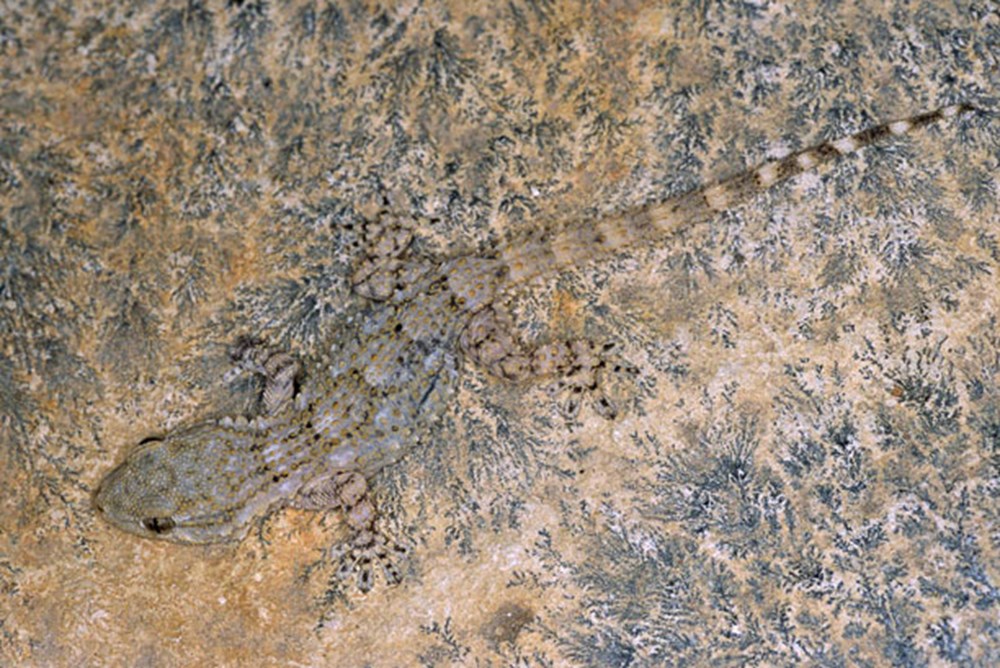 Ящерица замаскировалась. Uroplatus fimbriatus. Мадагаскарский геккон маскировка. Ящерица мастер маскировки. Камуфляж животных в природе.