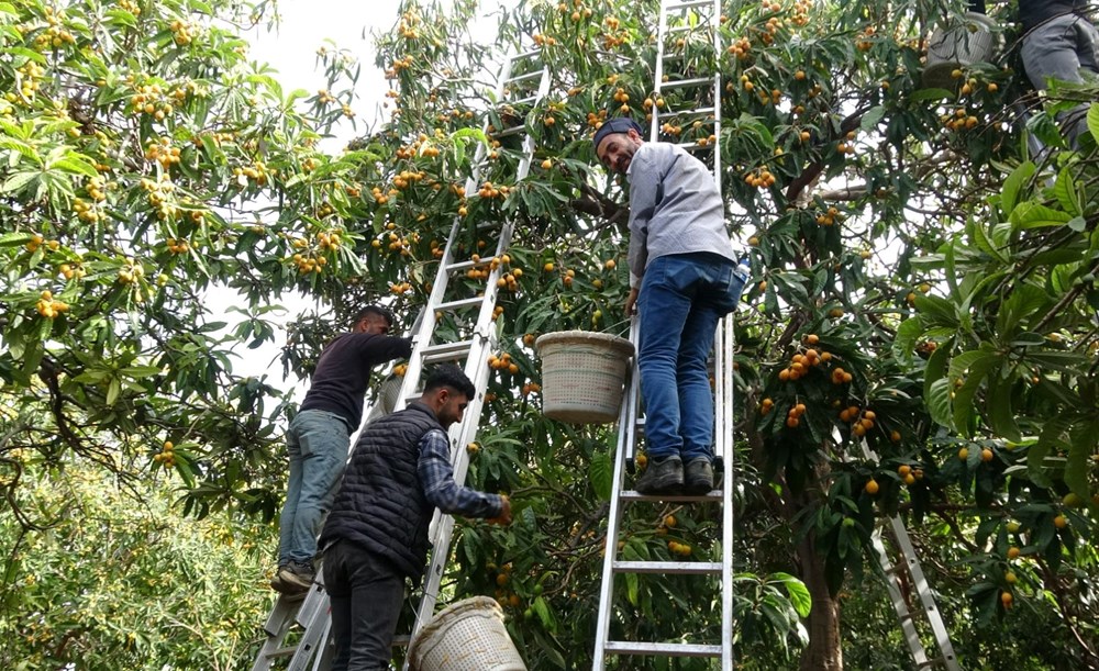 Halk ortasında "sarı altın" deniliyor: Hasat başladı, kilosu 90 lira 75 1JgWdiF2Kk2sZRJyCoEypw