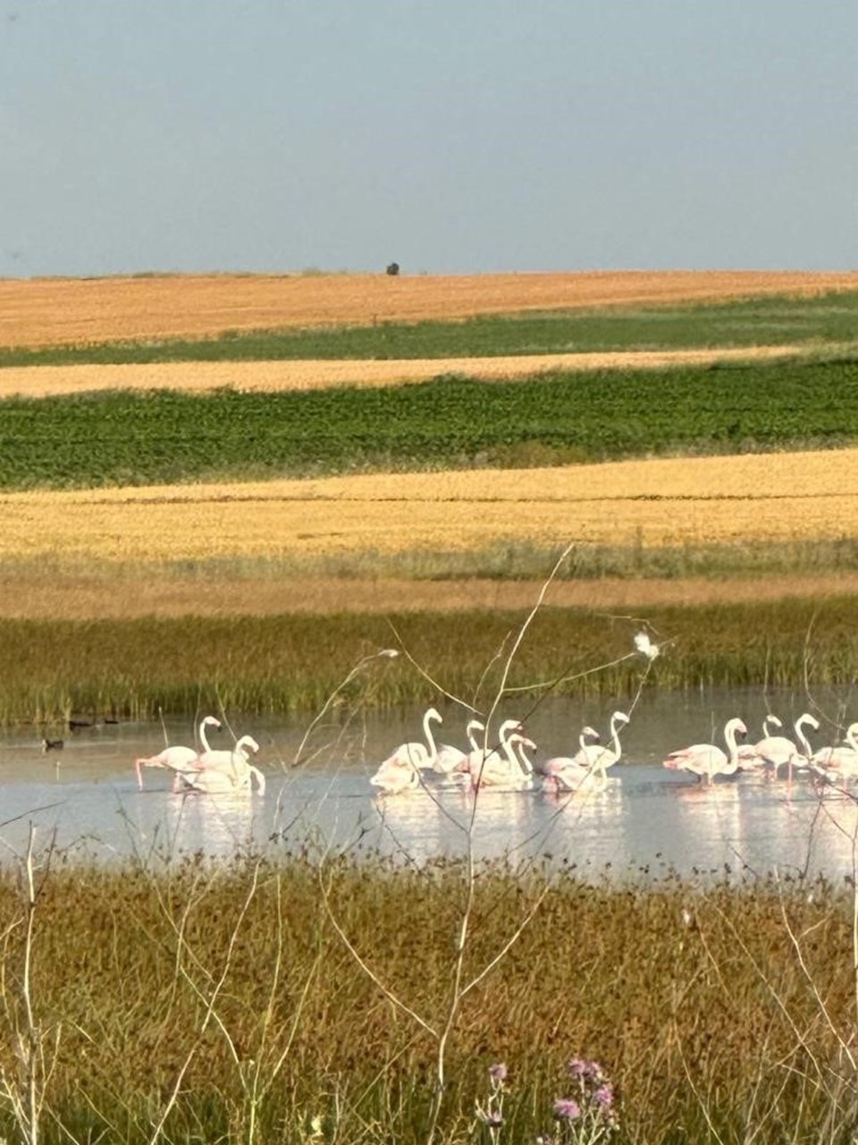 Çorum'da ilk kez flamingo görüldü - 1