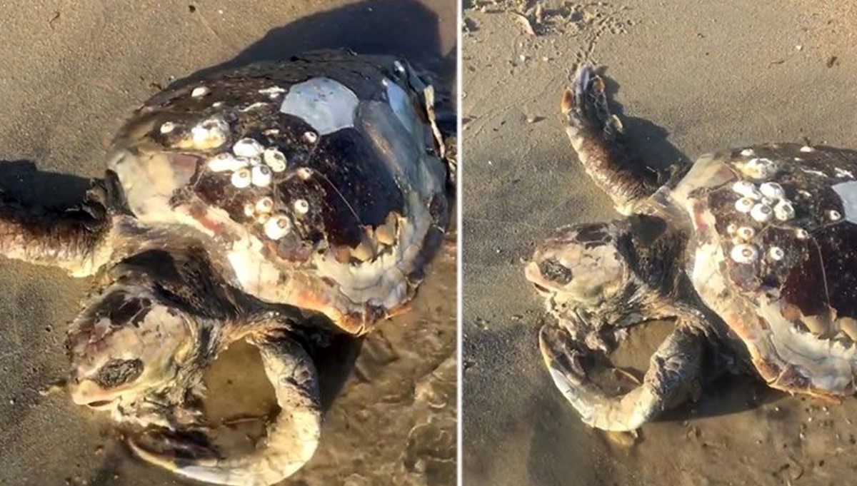 Sahile ölü caretta caretta vurdu Sahile ölü caretta caretta vurdu