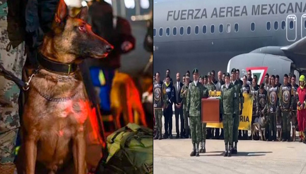 Meksika'da kurtarma köpeği Proteo'ya törenle veda edildi