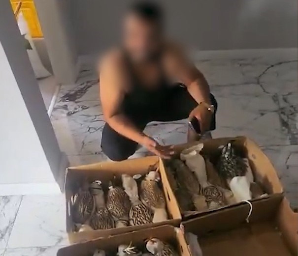 Sosyal medyada paylaşılan görüntülerde çok sayıda kuşun kutulara konulduğu görüldü