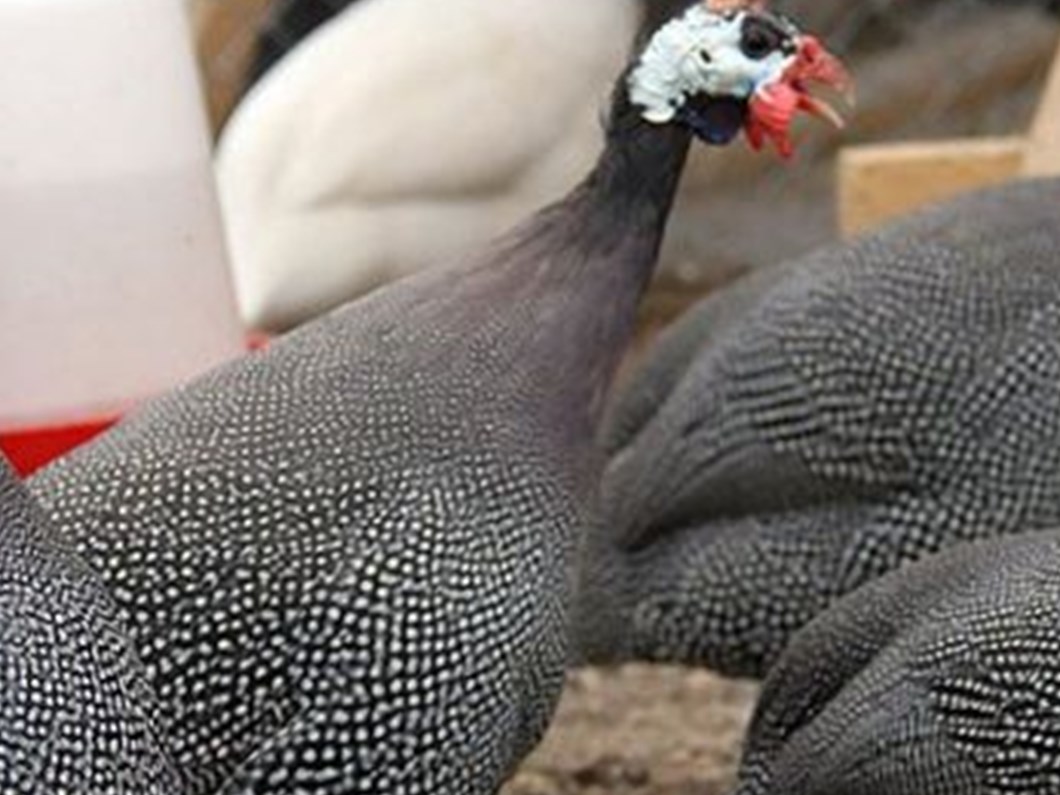 Bec Tavuguna Dikkat Son Dakika Turkiye Haberleri Ntv Haber Bec Tavuguna Dikkat Son Dakika Turkiye Haberleri Ntv Haber