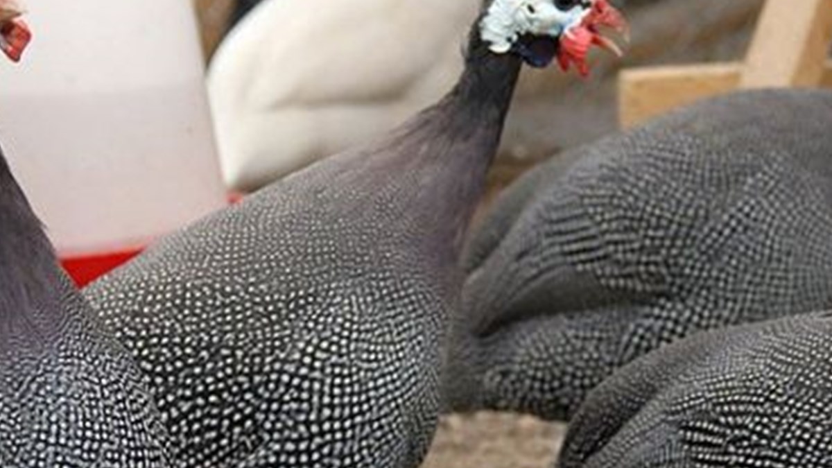 Bec Tavuguna Dikkat Son Dakika Turkiye Haberleri Ntv Haber Bec Tavuguna Dikkat Son Dakika Turkiye Haberleri Ntv Haber