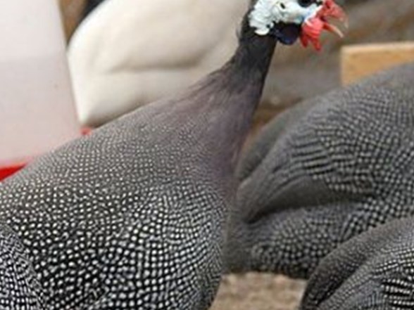 Bec Tavuguna Dikkat Son Dakika Turkiye Haberleri Ntv Haber Bec Tavuguna Dikkat Son Dakika Turkiye Haberleri Ntv Haber