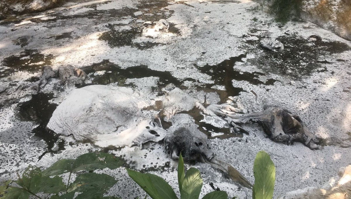 Tayland ormanlarında 5 ölü fil bulundu