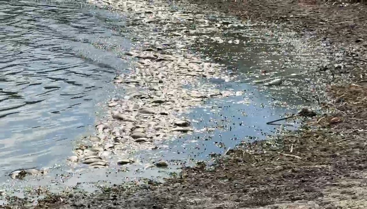 Su seviyesi azaldı: Tekirdağ'da balık ölümleri
